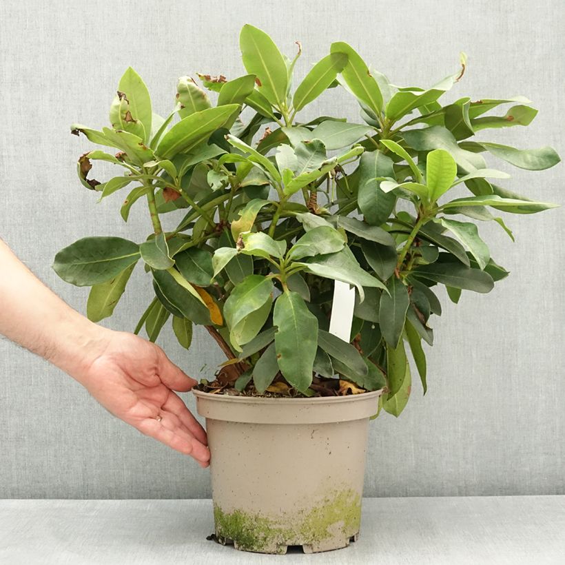 Amostra de Rhododendron Vallée de l'Odet - Rododendro Vaso de 4 L/5 L tal como entregue na primavera