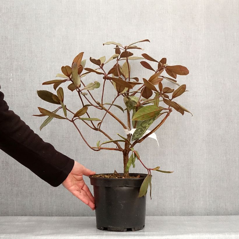 Amostra de Rhododendron vireya Calavar Pot de 3L/4L tal como entregue no inverno