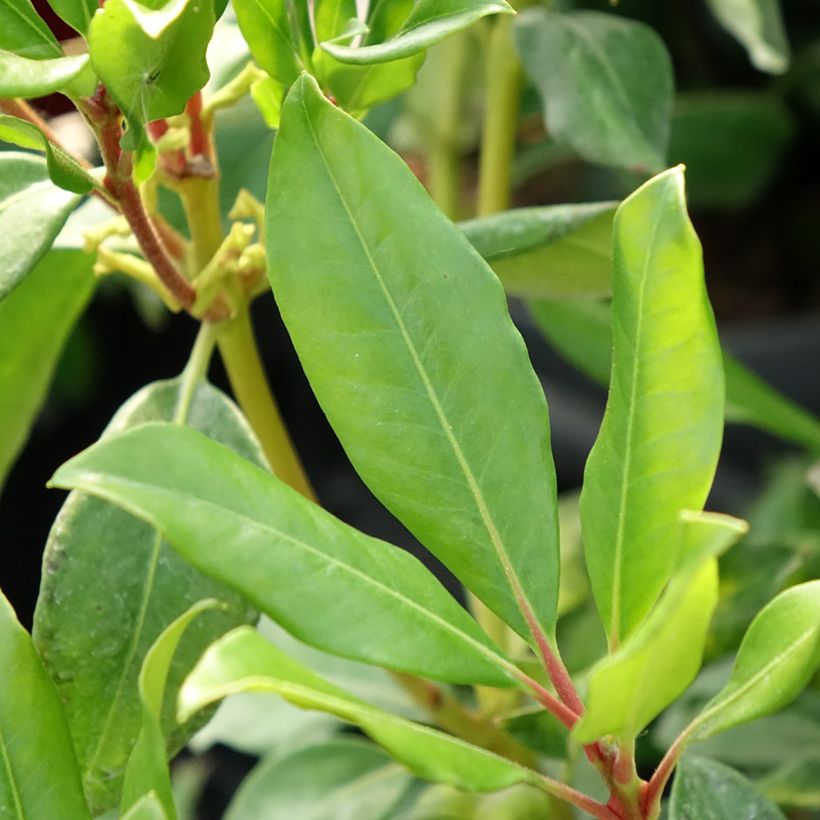 Rhododendron Hendrick's Ker (Folhagem)