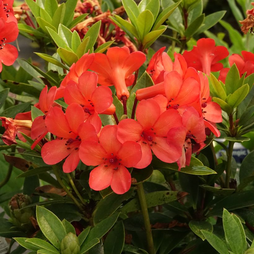 Rhododendron Hendrick's Ker (Floração)