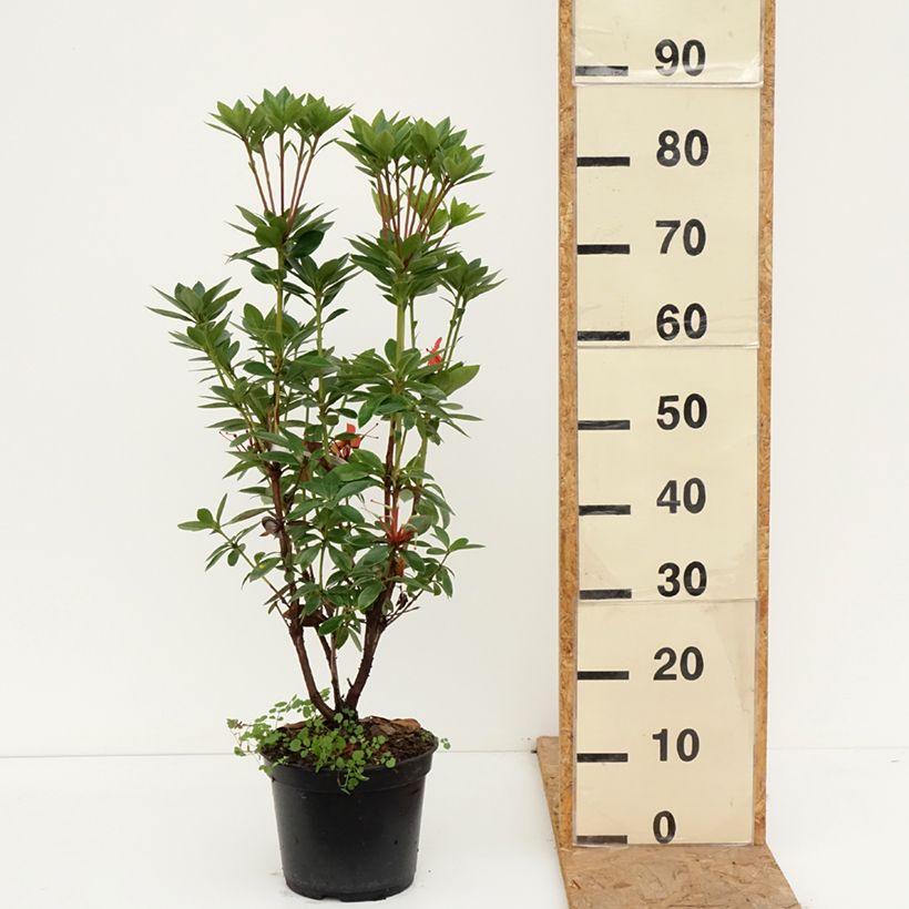 Amostra de Rhododendron Hendrick's Ker Vaso de 3 L/4 L tal como entregue no outono