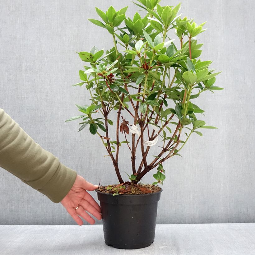 Amostra de Rhododendron vireya Hendrick's ker Pot de 3L/4L tal como entregue no inverno