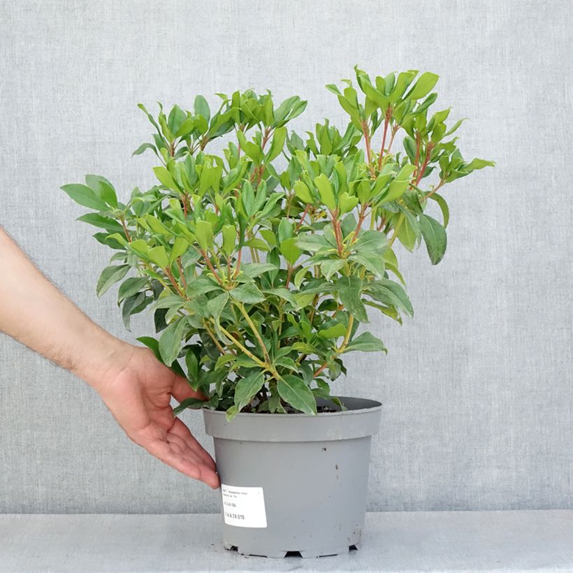 Amostra de Rhododendron Hendrick's Ker Vaso de 3 L/4 L tal como entregue na primavera