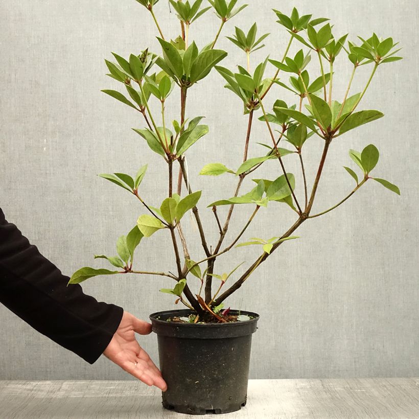 Amostra de Rhododendron Oogappel Vaso de 3 L/4 L tal como entregue no outono