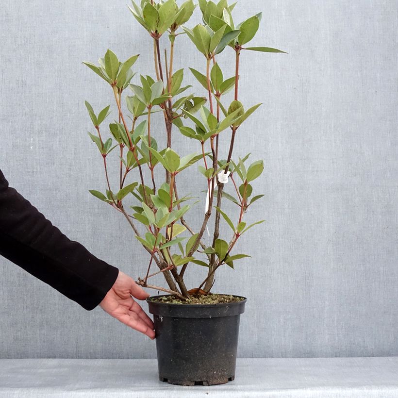 Amostra de Rhododendron vireya Oogappel Vaso de 3 L/4 L tal como entregue no inverno