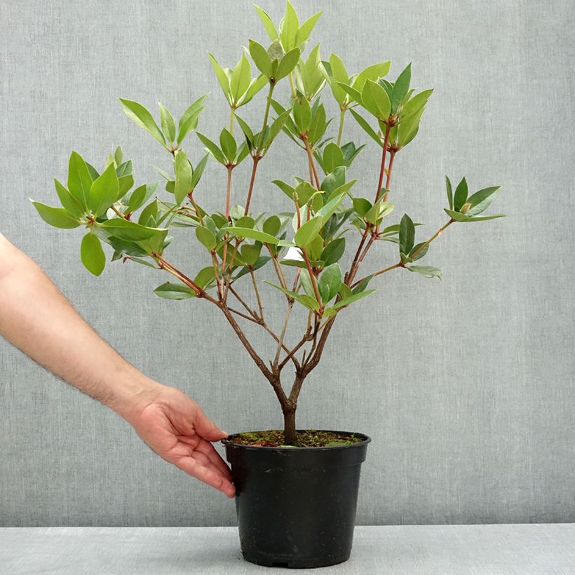 Amostra de Rhododendron Oogappel Vaso de 3 L/4 L tal como entregue na primavera