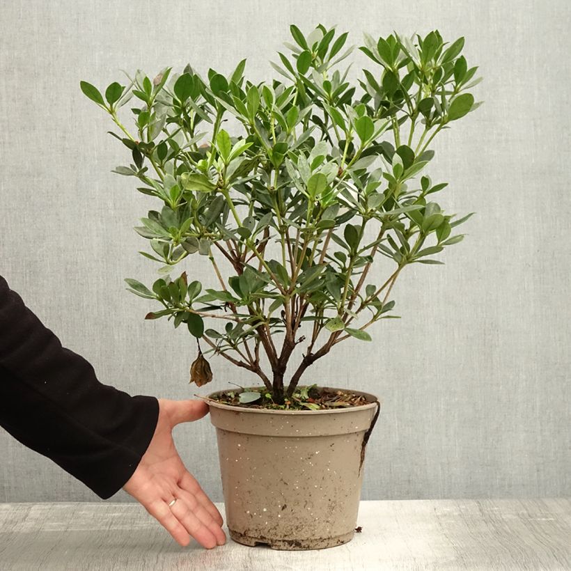 Amostra de Rhododendron vireya Saxon blush Pot de 3L/4L tal como entregue no outono