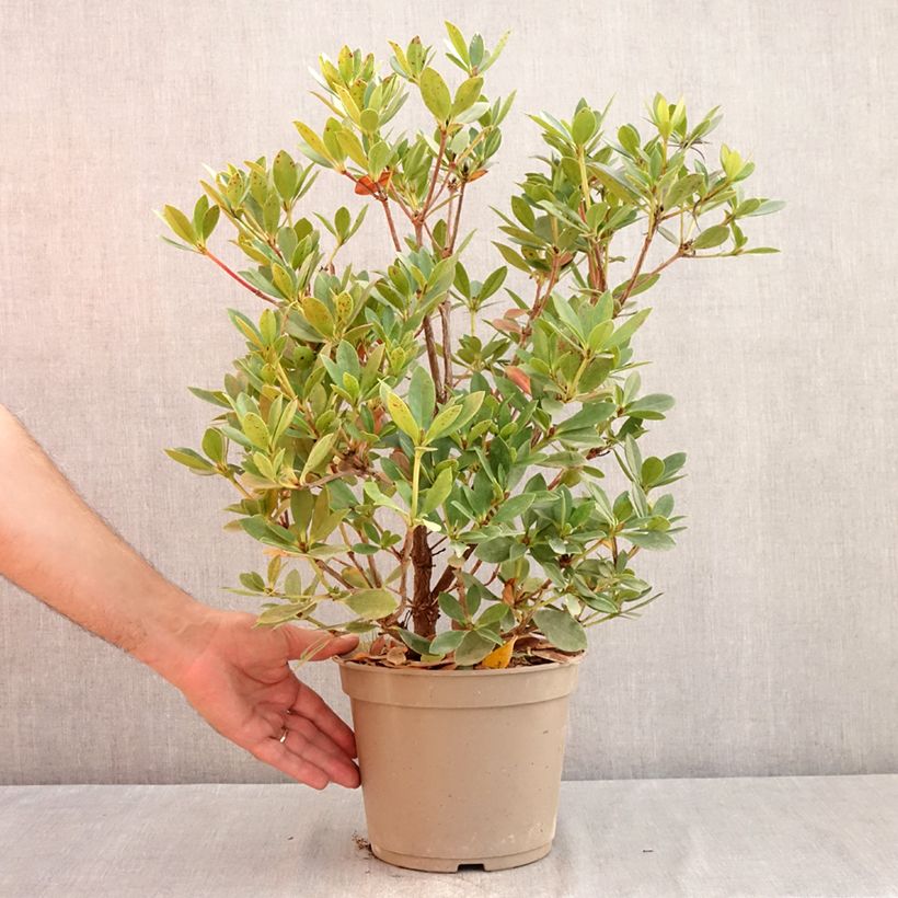 Amostra de Rhododendron Saxon Blush Vaso de 3 L/4 L tal como entregue no verão
