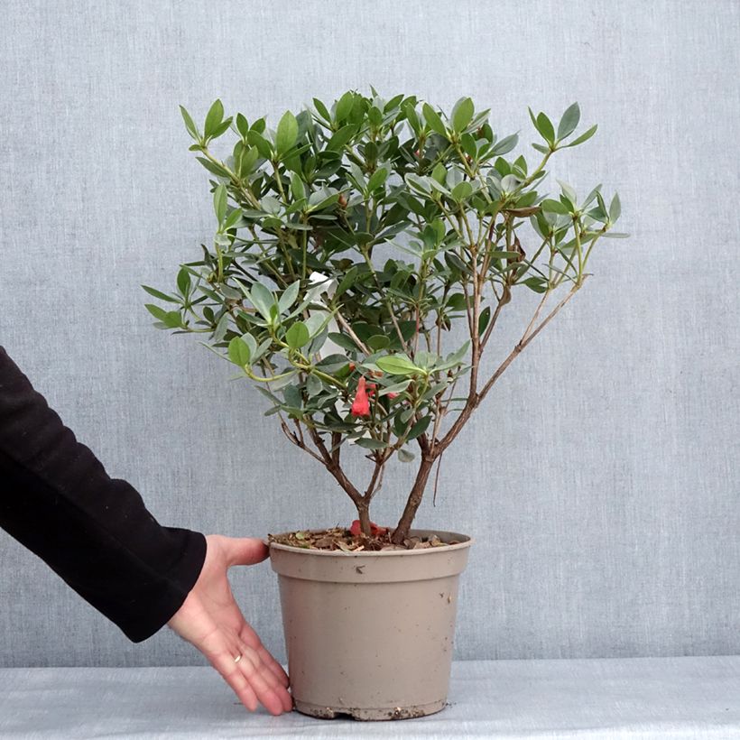 Amostra de Rhododendron vireya Saxon blush Vaso de 3 L/4 L tal como entregue no inverno