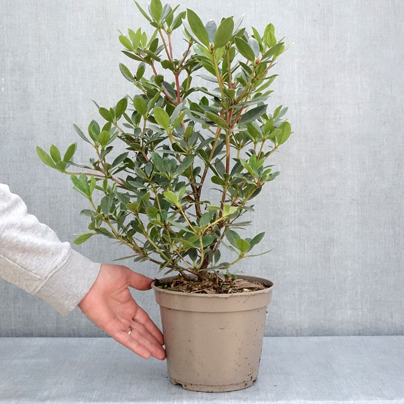 Amostra de Rhododendron Saxon Blush Vaso de 3 L/4 L tal como entregue na primavera