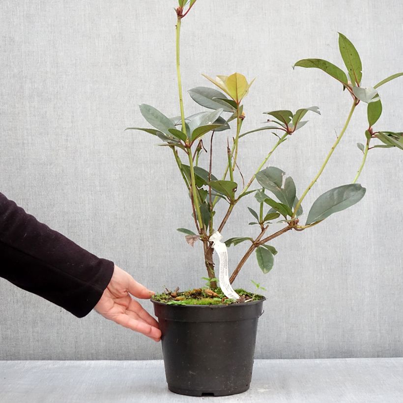 Amostra de Rhododendron vireya Strawberry Parfait Vaso de 3 L/4 L tal como entregue no inverno