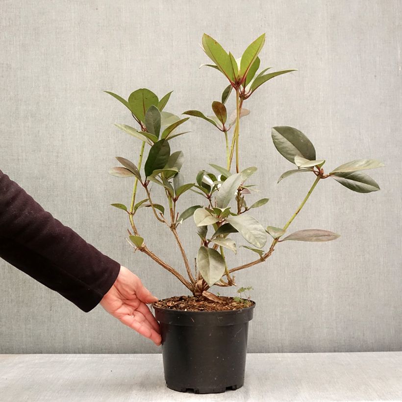 Amostra de Rhododendron Strawberry Parfait Vaso de 3 L/4 L tal como entregue na primavera