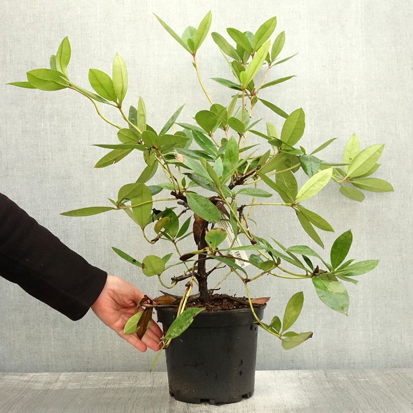 Amostra de Rhododendron Vladimir Bukovski Vaso de 3 L/4 L tal como entregue no outono