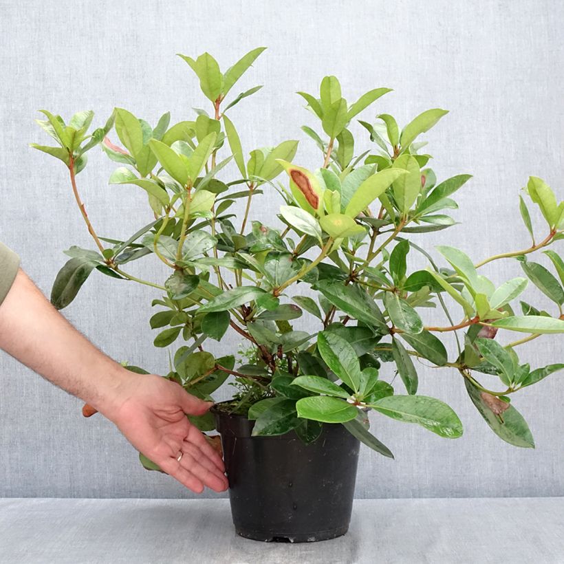 Amostra de Rhododendron Vladimir Bukovski Vaso de 3 L/4 L tal como entregue no verão