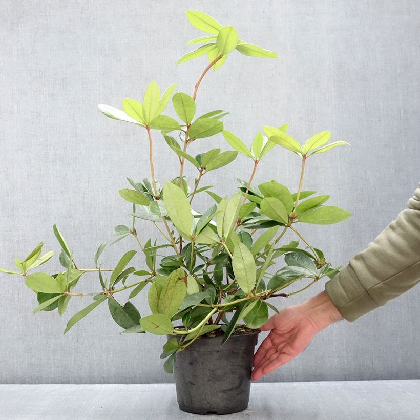 Amostra de Rhododendron vireya Vladimir Bukovski Vaso de 3 L/4 L tal como entregue no inverno