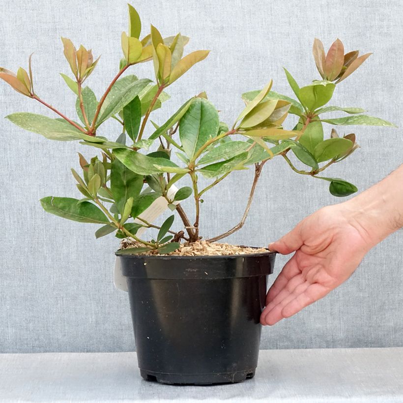 Amostra de Rhododendron Vladimir Bukovski Vaso de 3 L/4 L tal como entregue na primavera