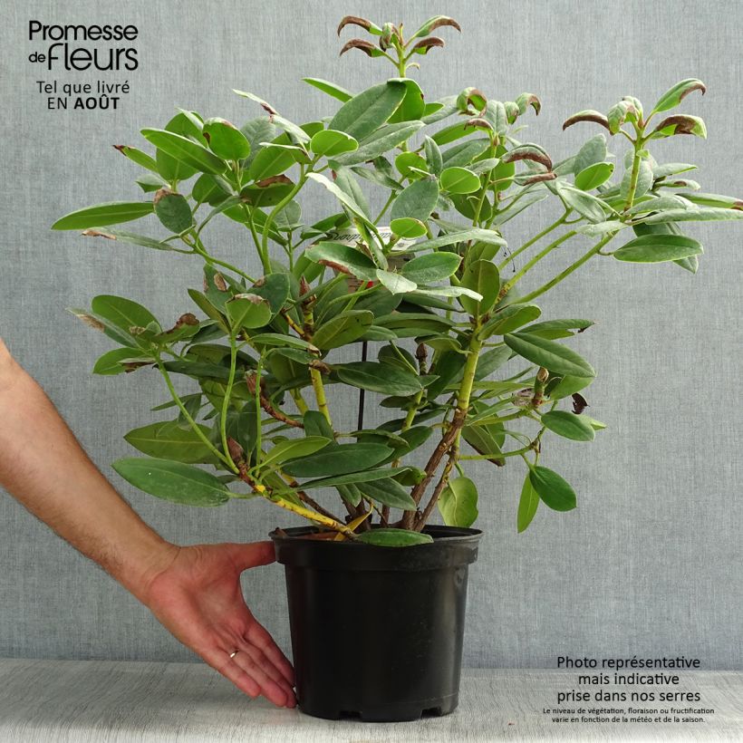 Amostra de Rhododendron Virginia Richards Vaso de 4 L/5 L tal como entregue no verão