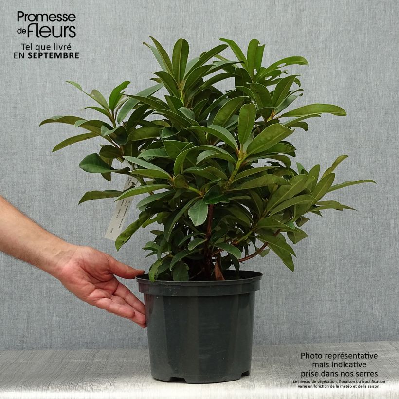 Amostra de Rhododendron Wilgen's Ruby Vaso de 4 L/5 L tal como entregue no outono