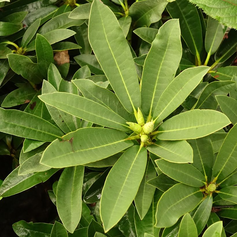 Rhododendron Wilgen's Ruby (Folhagem)