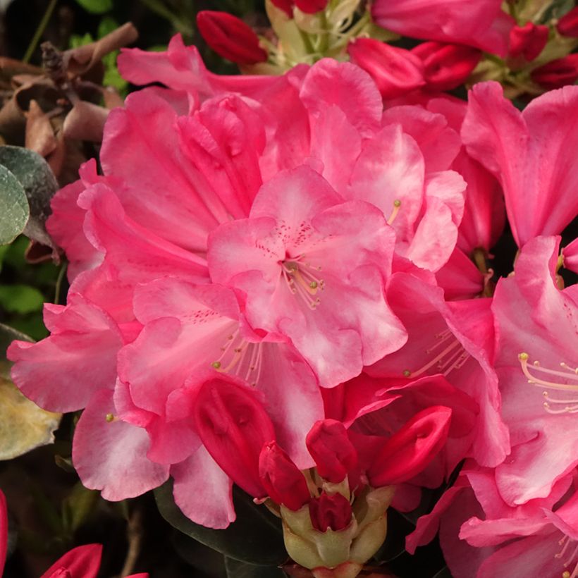 Rhododendron williamsianum Gartendirektor Glocker (Floração)