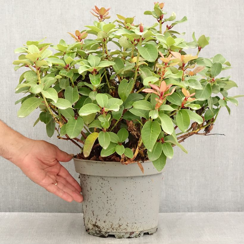 Amostra de Rhododendron williamsianum Gartendirektor Glocker Vaso de 4 L/5 L tal como entregue no verão