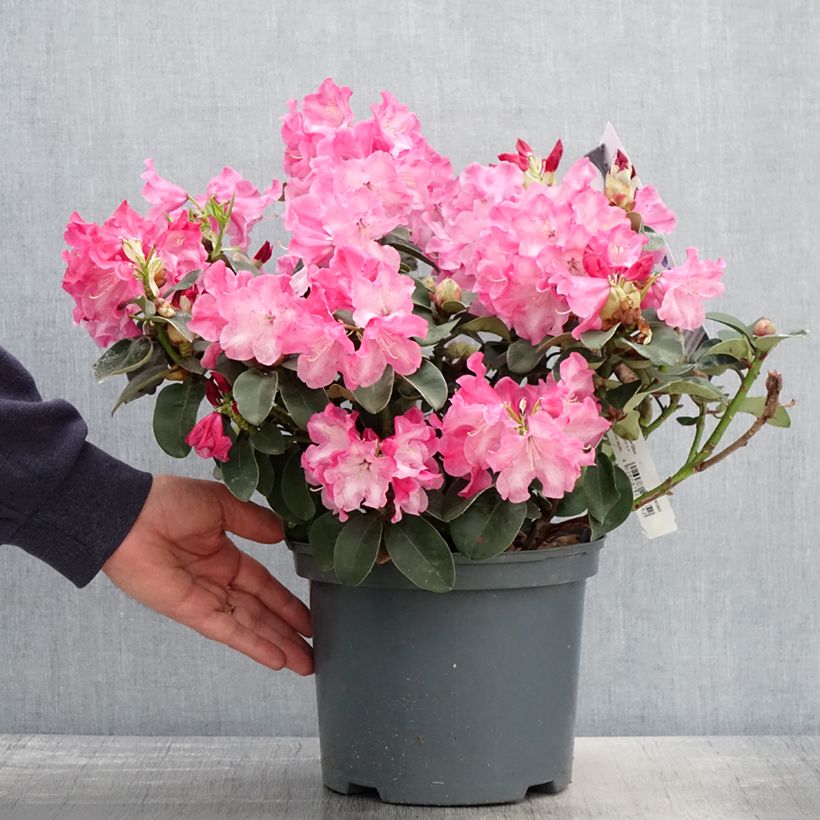 Amostra de Rhododendron williamsianum Gartendirektor Glocker Vaso de 4 L/5 L tal como entregue na primavera