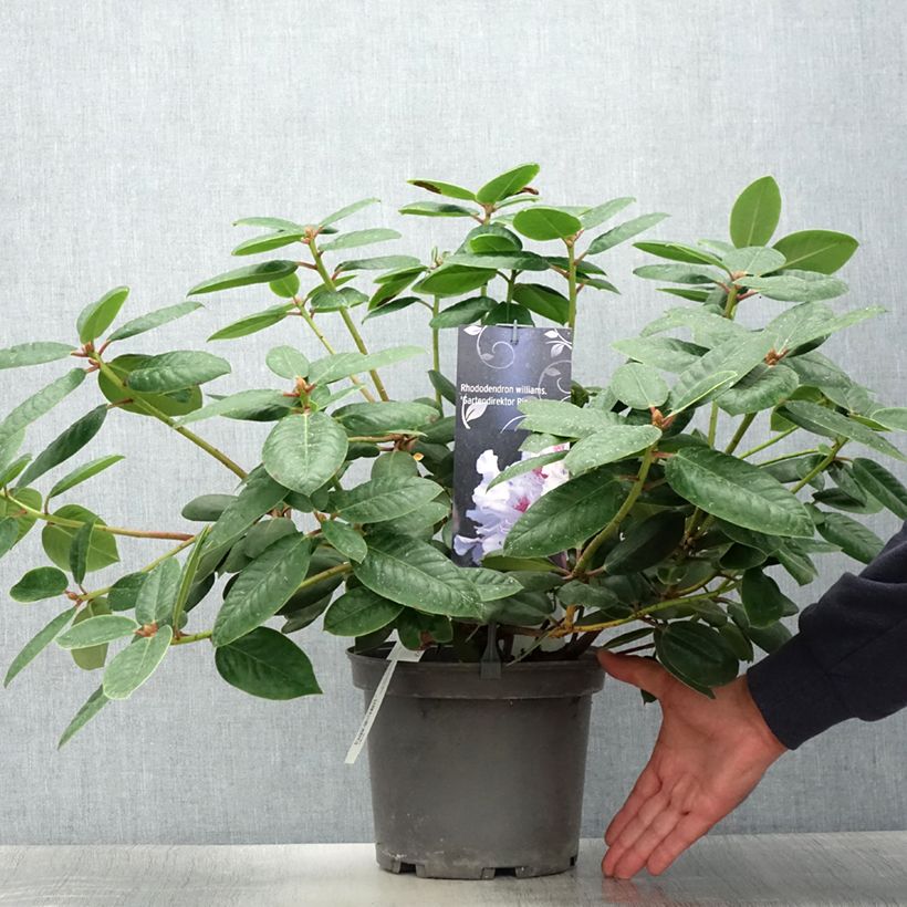 Amostra de Rhododendron williamsianum Gartendirektor Rieger Vaso de 4 L/5 L tal como entregue no verão