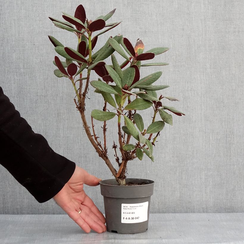 Amostra de Rhododendron Wine & Roses Vaso de 12 cm/13 cm tal como entregue no inverno