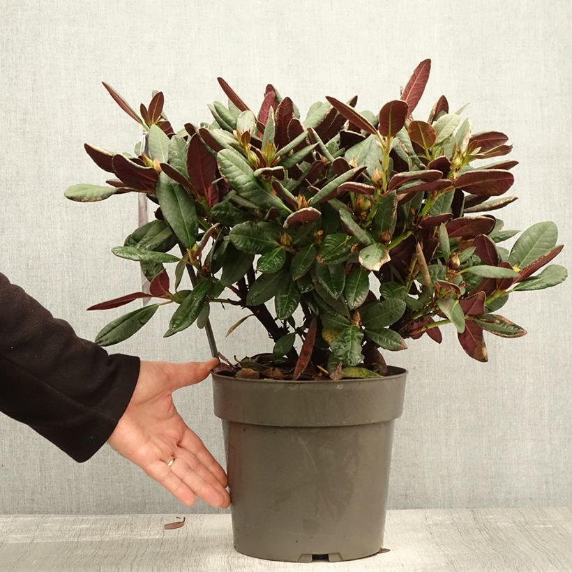 Amostra de Rhododendron Wine & Roses Vaso de 6 L/7 L tal como entregue no outono