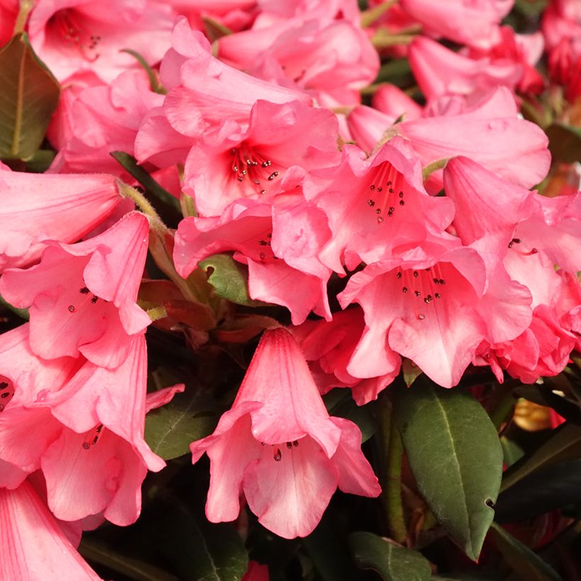 Rhododendron Winsome - Rododendro Anão (Floração)
