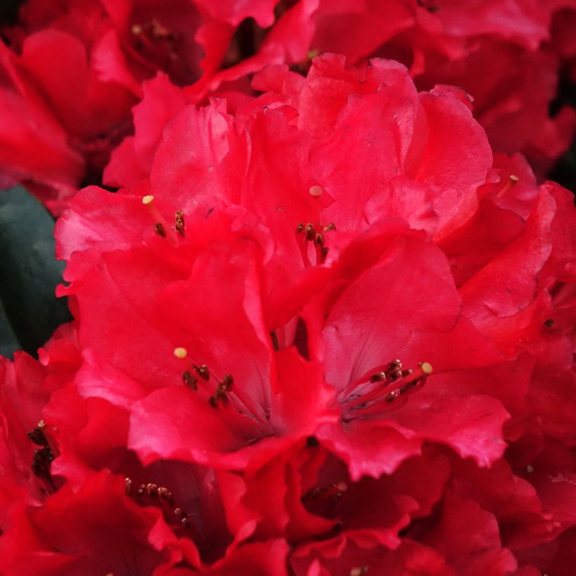 Rhododendron Lisetta - Rododendro Anão (Floração)