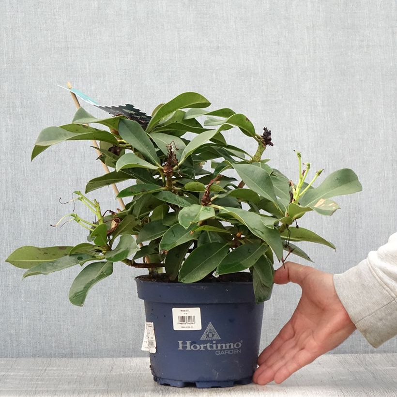 Amostra de Rhododendron XXL Vaso de 2 L/3 L tal como entregue no verão