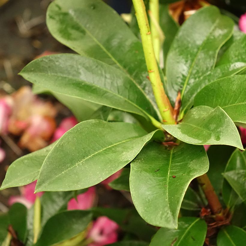 Rhododendron XXL (Folhagem)