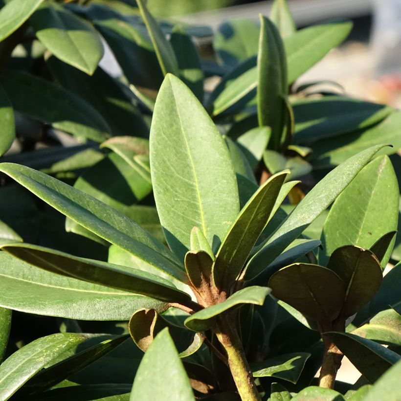 Rhododendron yakushimanum Anuschka - Rododendro Anão (Folhagem)