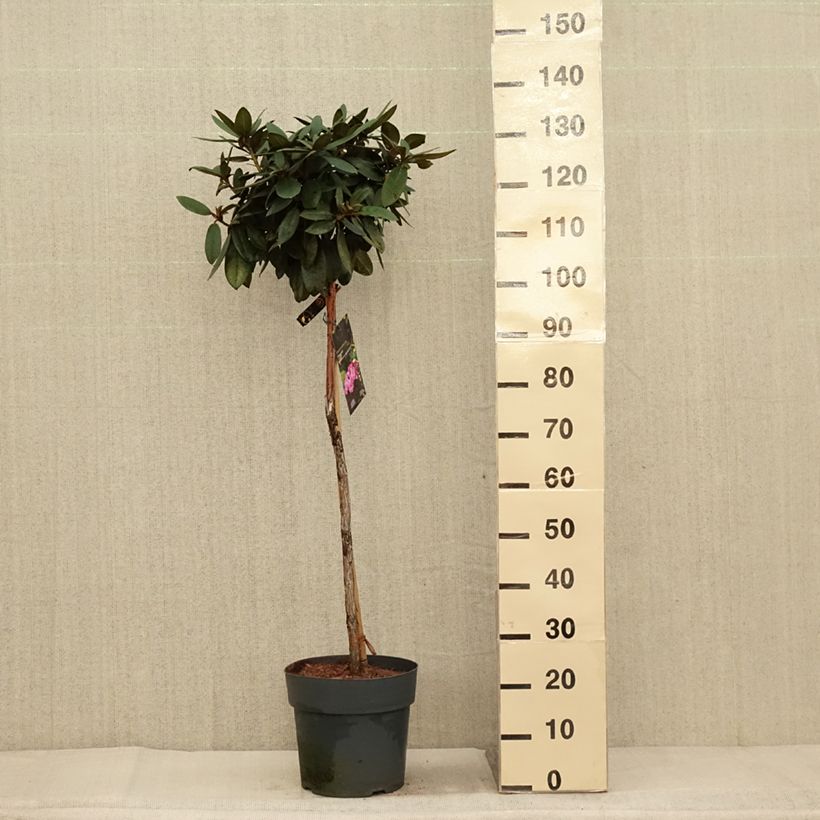 Amostra de Rhododendron yakushimanum Anuschka - Rhododendron nain Pot de 7,5L/10L, Tige, Tige de 80 cm tal como entregue no outono