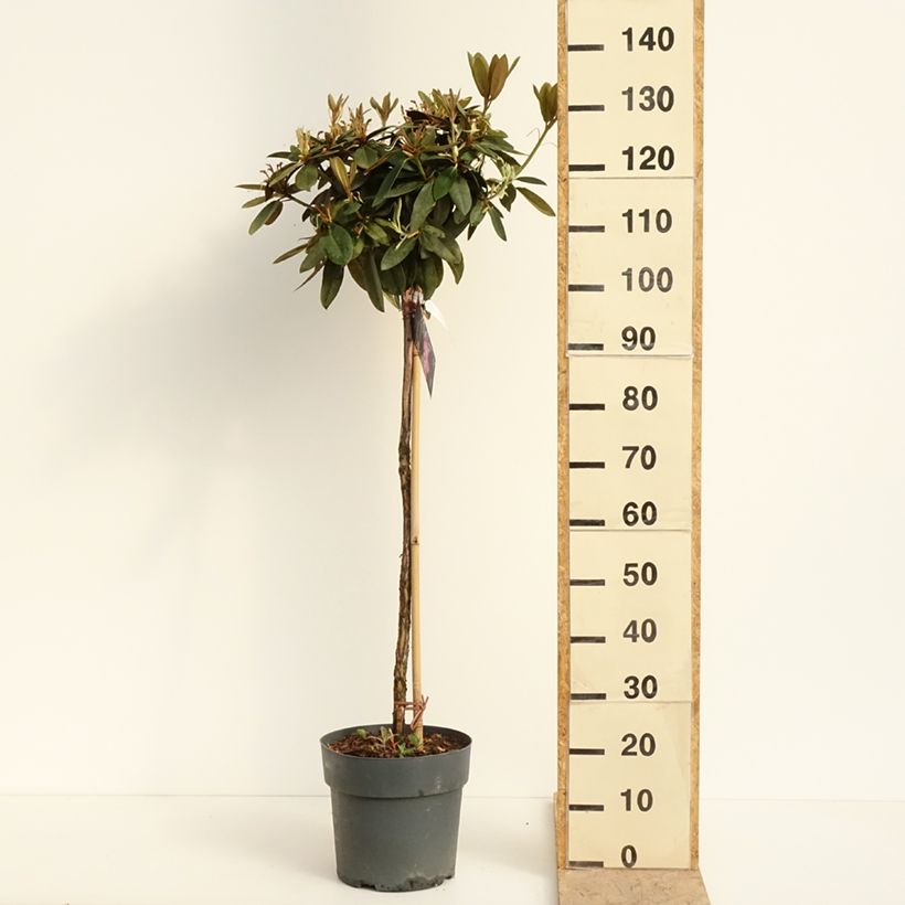 Amostra de Rhododendron yakushimanum Anuschka - Rododendro Anão Vaso de 7,5 L/10 L, Haste tal como entregue na primavera