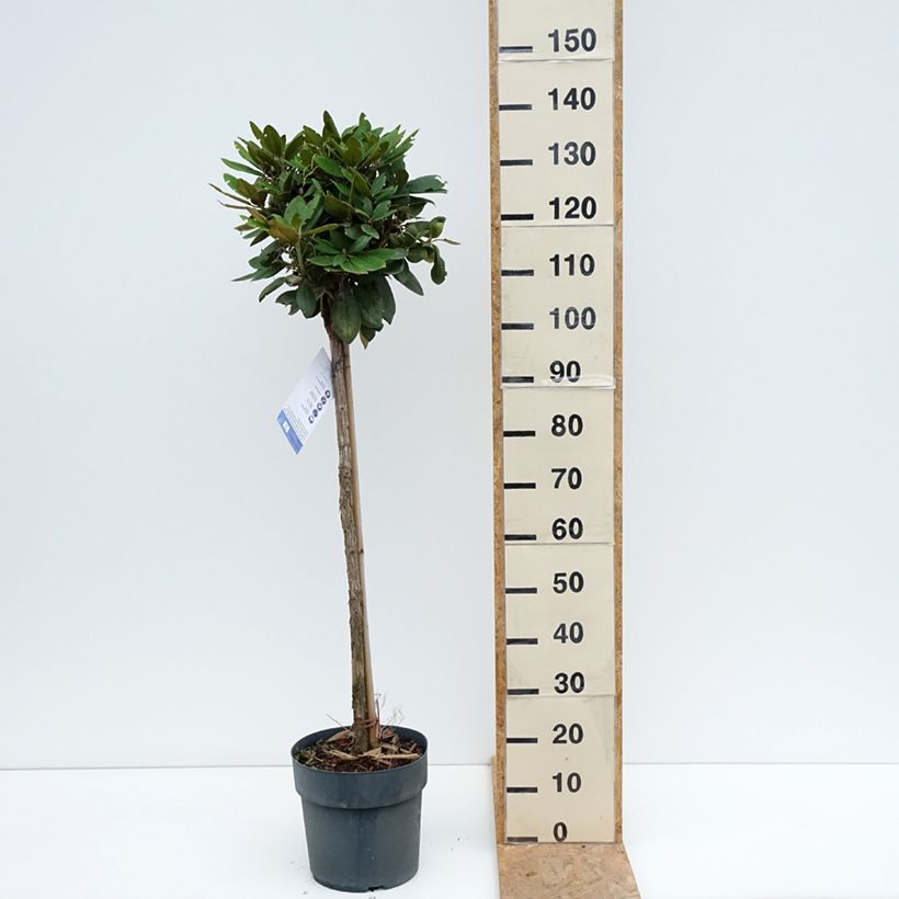 Amostra de Rhododendron yakushimanum Anuschka - Rododendro Anão Vaso de 7,5 L/10 L, Haste tal como entregue no verão