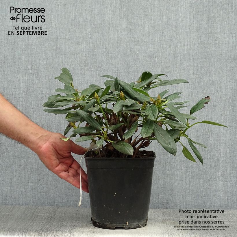 Amostra de Rhododendron yakushimanum Barbarella - Rododendro Anão Vaso de 4 L/5 L tal como entregue no outono