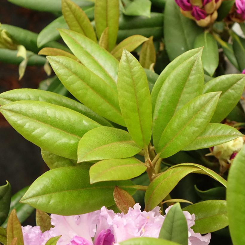 Rhododendron yakushimanum Caroline Allbrook - Rododendro Anão (Folhagem)
