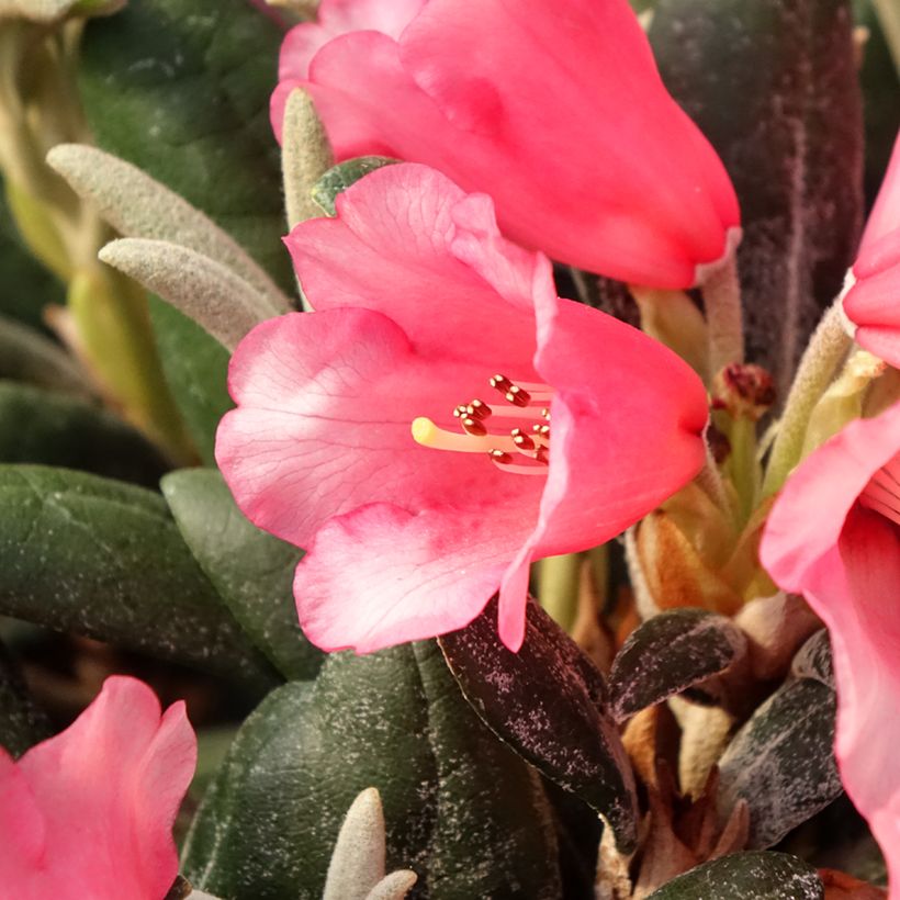 Rhododendron yakushimanum Debbie Dane - Rododendro Anão (Floração)