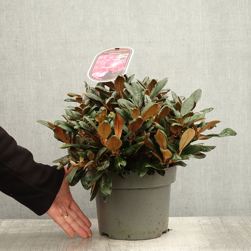 Amostra de Rhododendron yakushimanum Debbie Dane - Rododendro Anão Vaso de 4 L/5 L tal como entregue no outono