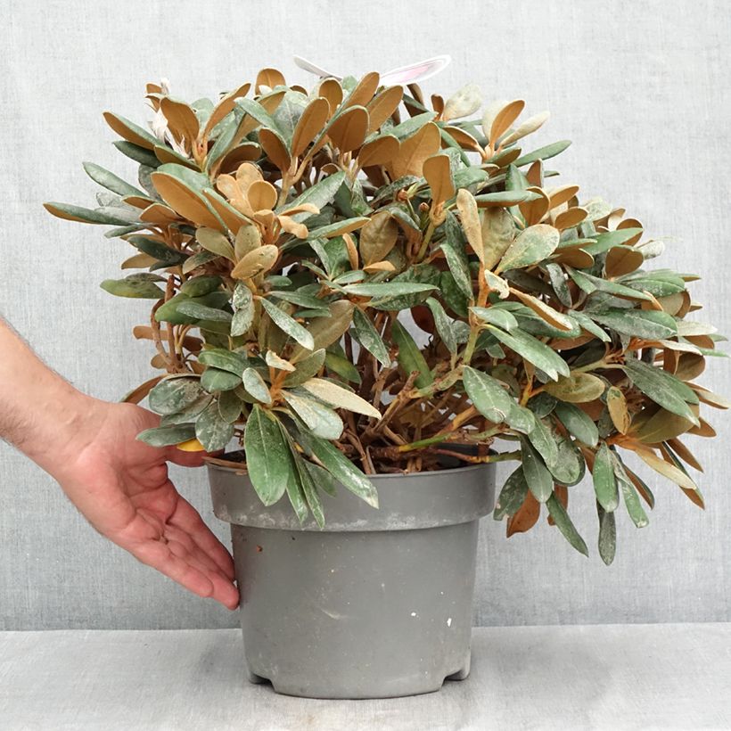 Amostra de Rhododendron yakushimanum Debbie Dane - Rododendro Anão Vaso de 4 L/5 L tal como entregue no verão