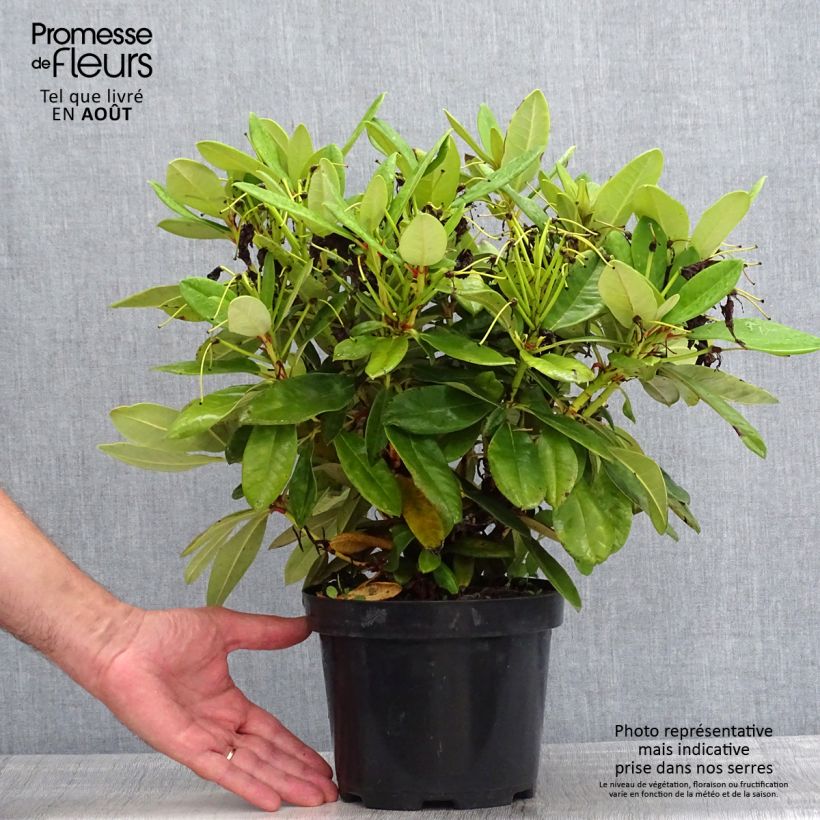 Amostra de Rhododendron yakushimanum Dopey Vaso de 2 L/3 L tal como entregue no verão
