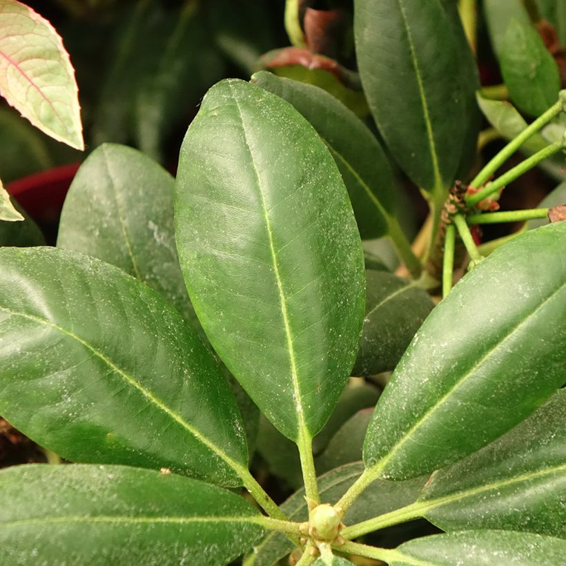 Rhododendron yakushimanum Easydendron Bohlken's Laura (Folhagem)