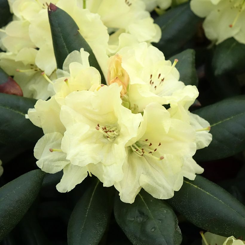 Rhododendron yakushimanum Easydendron Bohlken's Laura (Floração)
