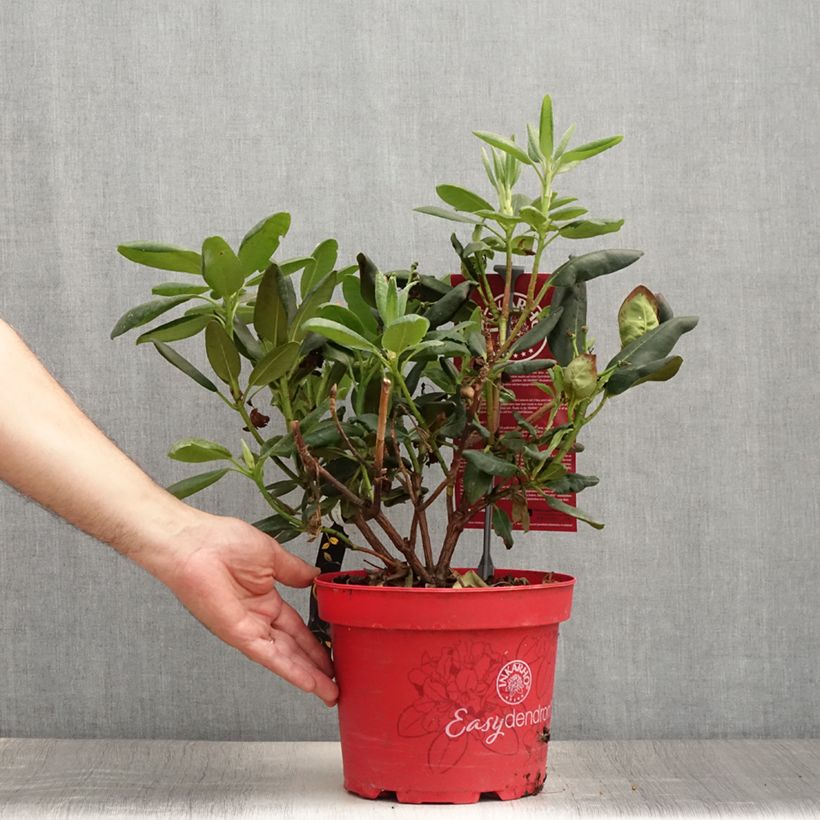 Amostra de Rhododendron yakushimanum Easydendron Bohlken's Laura Vaso de 4 L/5 L tal como entregue no verão