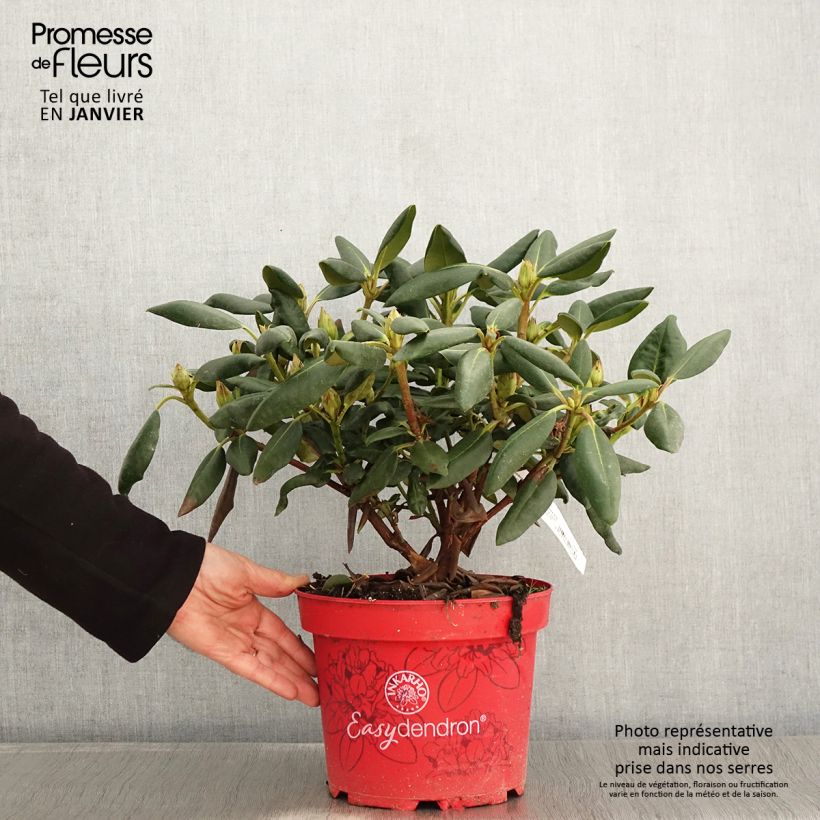 Amostra de Rhododendron yakushimanum Easydendron Bohlken's Laura Vaso de 4 L/5 L tal como entregue no inverno