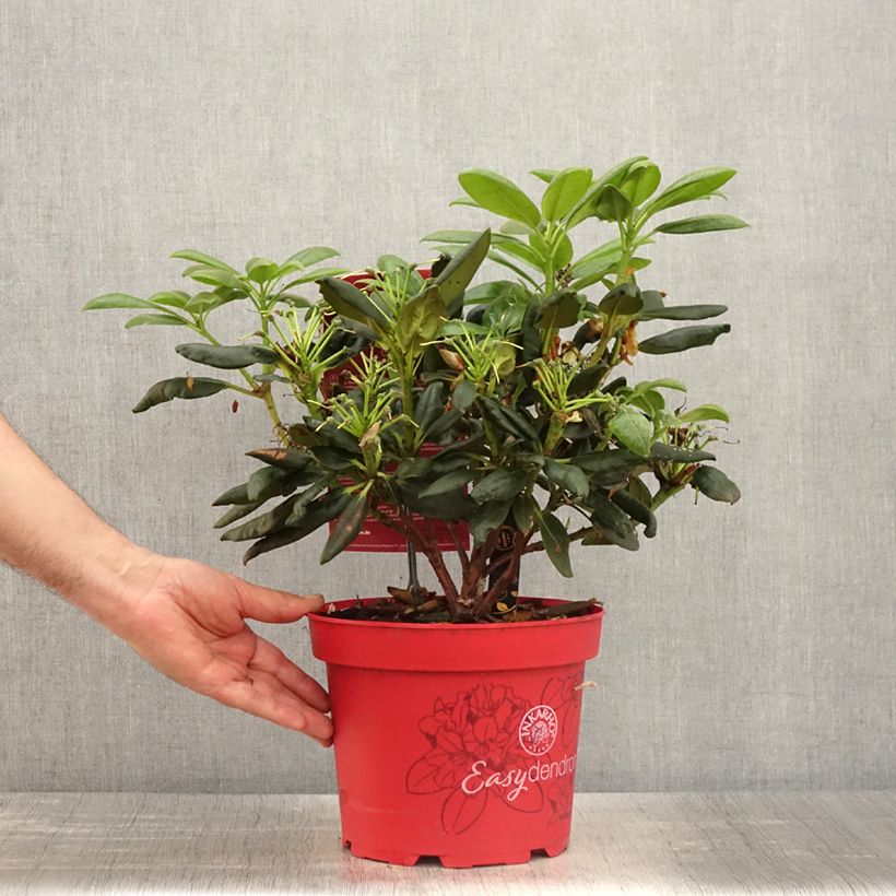 Amostra de Rhododendron yakushimanum Easydendron Bohlken's Laura Vaso de 4 L/5 L tal como entregue na primavera