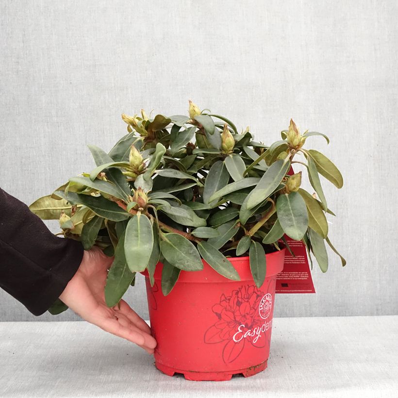 Amostra de Rhododendron yakushimanum Easydendron INKARHO Bohlken's Roter Stern Vaso de 4 L/5 L tal como entregue no inverno
