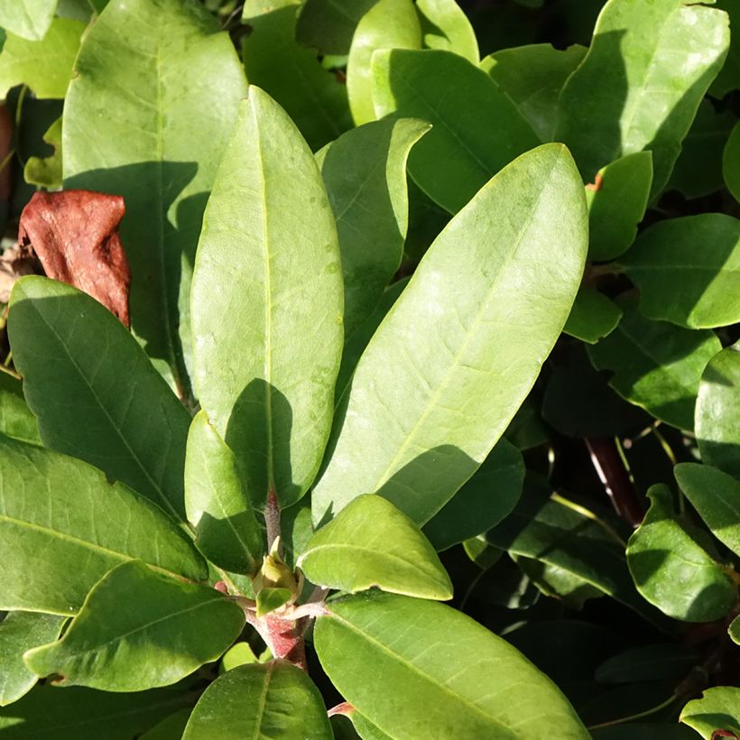 Rhododendron yakushimanum Easydendron INKARHO Bohlken's Roter Stern (Folhagem)
